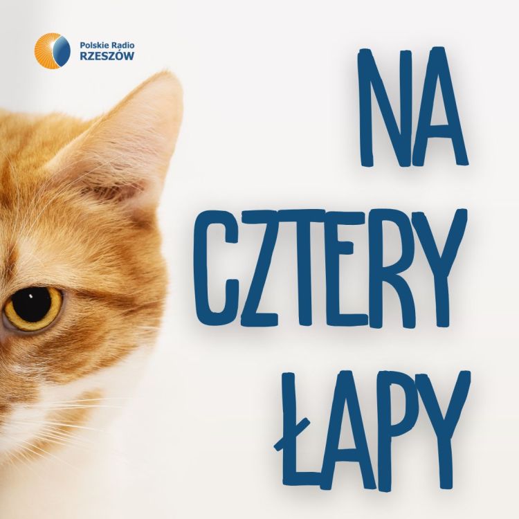 Na cztery łapy