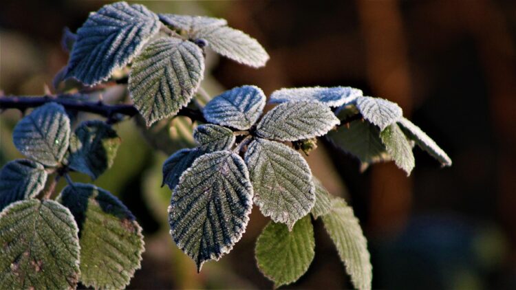 Śnieg, przymrozki, oblodzenia. Alert dla Podkarpacia