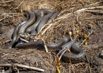 Czy zaskroniec ma coś za skroniami?