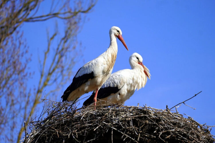 Bociany wracają do gniazd 1 - Polskie Radio Rzeszów Bociany wracają do gniazd