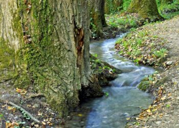 Mieszkańcy wodnych lasów