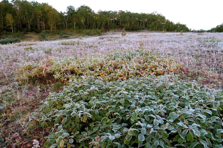 IMGW ostrzega przed przymrozkami w dwunastu powiatach Podkarpacia