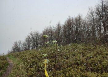 W Bieszczadach sypał drobny śnieg – w nocy przymrozki