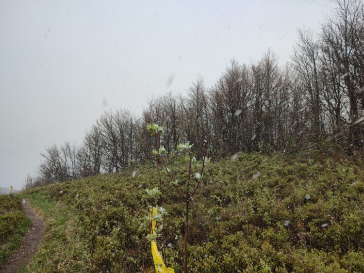 W Bieszczadach sypał drobny śnieg – w nocy przymrozki