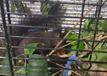 Co zrobić z małą wiewiórką, która wypadła z gniazda?