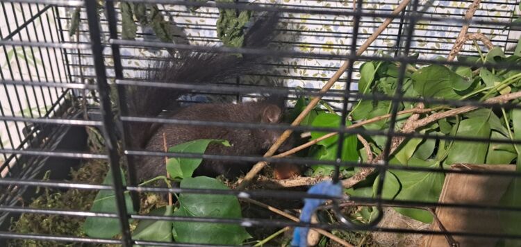 Co zrobić z małą wiewiórką, która wypadła z gniazda?