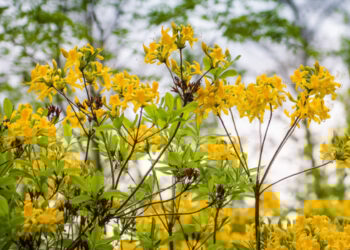 Fot Archiwum (UMiG Nowa Sarzyna)