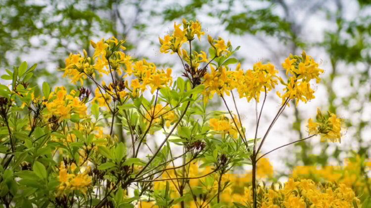 Fot Archiwum (UMiG Nowa Sarzyna)