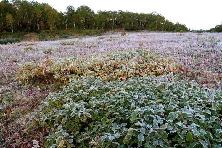 Znowu przymrozki? 1 - Polskie Radio Rzeszów Fot. Pixabay