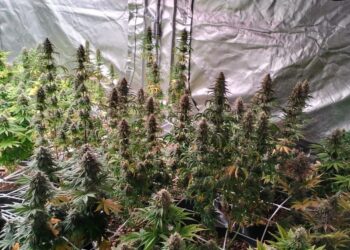 Konopie indyjskie na poddaszu. Zarzuty dla 34-latka