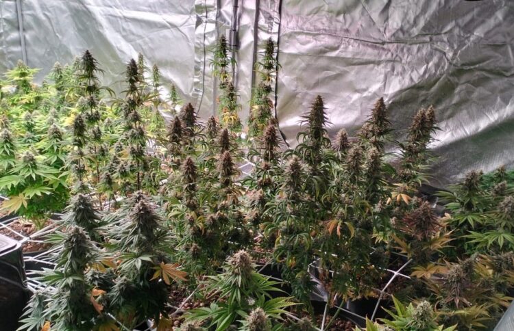 Konopie indyjskie na poddaszu. Zarzuty dla 34-latka