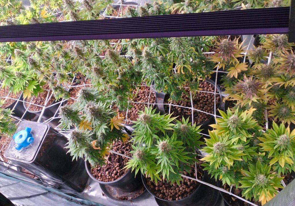 Konopie indyjskie na poddaszu. Zarzuty dla 34-latka - Polskie Radio Rzeszów