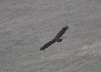 10 maja 2025 Światowy Dzień Ptaków Wędrownych