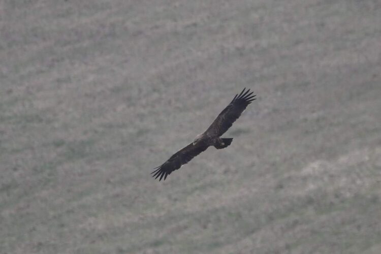 10 maja 2025 Światowy Dzień Ptaków Wędrownych