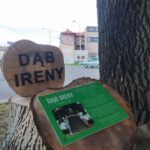 Rzeszowski dąb „Ireny” obchodził 201. urodziny - Polskie Radio Rzeszów