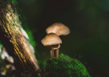 Grzyby – innowacyjny surowiec budowlany w kosmosie