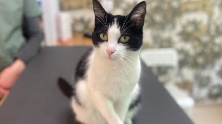 Sterylizacja wolno żyjących kotów w Rzeszowie