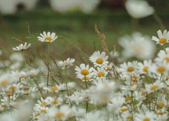Konferencja PANS o ogrodach i roślinach zielarskich odbędzie się w Krośnie
