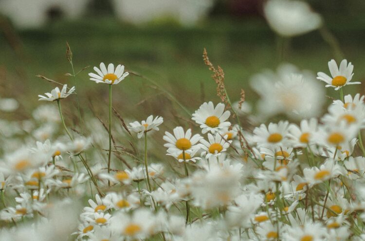 Konferencja PANS o ogrodach i roślinach zielarskich odbędzie się w Krośnie