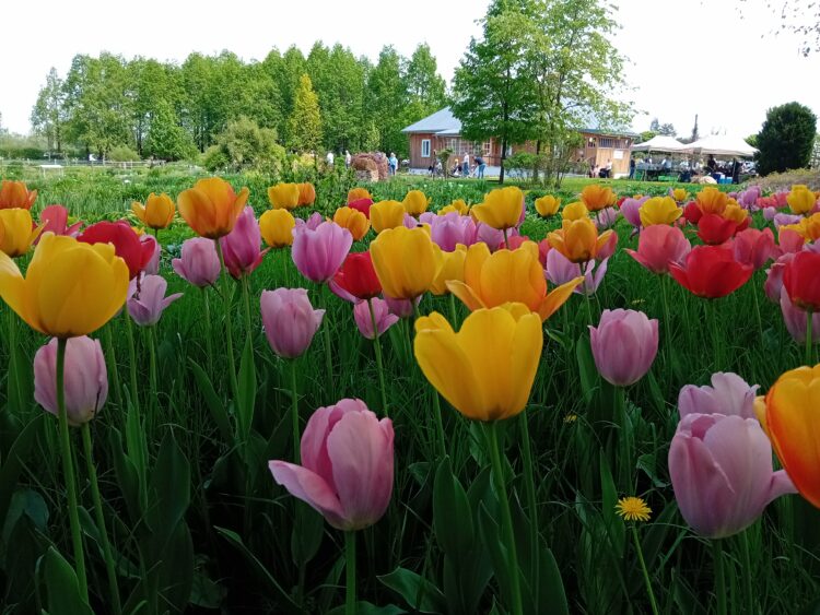 Majówka w Arboretum