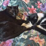 Jestem matką kotów, a nie właścicielką - dr Iwona Leonowicz-Bukała o swoich pupilach - Polskie Radio Rzeszów