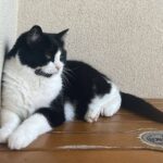 Jestem matką kotów, a nie właścicielką - dr Iwona Leonowicz-Bukała o swoich pupilach - Polskie Radio Rzeszów