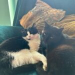 Jestem matką kotów, a nie właścicielką - dr Iwona Leonowicz-Bukała o swoich pupilach - Polskie Radio Rzeszów