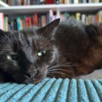 Jestem matką kotów, a nie właścicielką - dr Iwona Leonowicz-Bukała o swoich pupilach - Polskie Radio Rzeszów