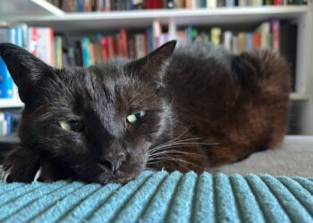 Jestem matką kotów, a nie właścicielką – dr Iwona Leonowicz-Bukała o swoich pupilach