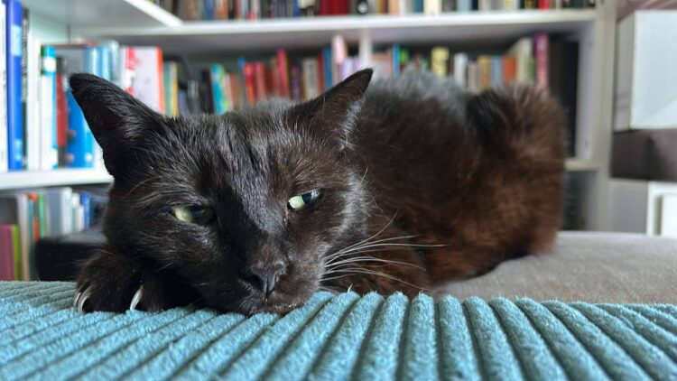 Jestem matką kotów, a nie właścicielką – dr Iwona Leonowicz-Bukała o swoich pupilach