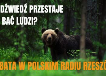 Niedźwiedzie coraz bliżej domów. Debata w Radiu Rzeszów [WIDEO]