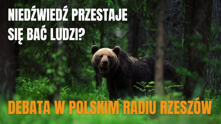 Niedźwiedzie coraz bliżej domów. Debata w Radiu Rzeszów [WIDEO]