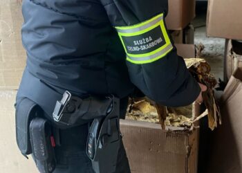 KAS przejęła ponad tonę wyrobów tytoniowych