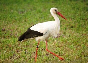 31 maja Polska świętuje Dzień Bociana Białego