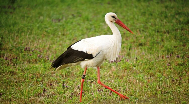 31 maja Polska świętuje Dzień Bociana Białego