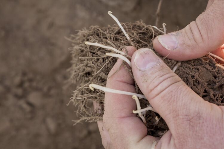 Sadownicy i rolnicy liczą straty po przymrozkach