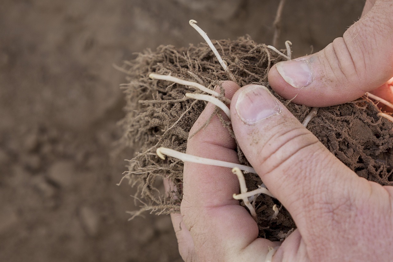 Sadownicy i rolnicy liczą straty po przymrozkach
