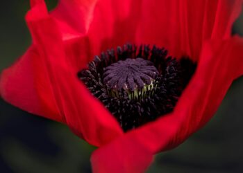 Słynna londyńska Tower otoczona dziesiątkami tysięcy maków