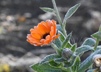 Ostrzeżenie IMGW: przymrozki na północy regionu