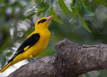 Wyjątkowi przybysze w naszych miastach 