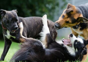 Krosno pomaga bezdomnym zwierzętom – jak działa OTOZ Animals?