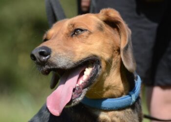 Opieka, adopcja, transport. Codzienność schroniska Wesoły Kundelek w Lesku