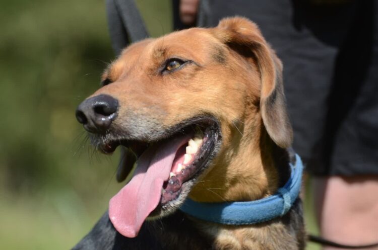 Opieka, adopcja, transport. Codzienność schroniska Wesoły Kundelek w Lesku 1 - Polskie Radio Rzeszów Opieka, adopcja, transport. Codzienność schroniska Wesoły Kundelek w Lesku