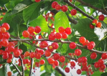 Na rzeszowskim osiedlu Baranówka powstanie owocowy sad