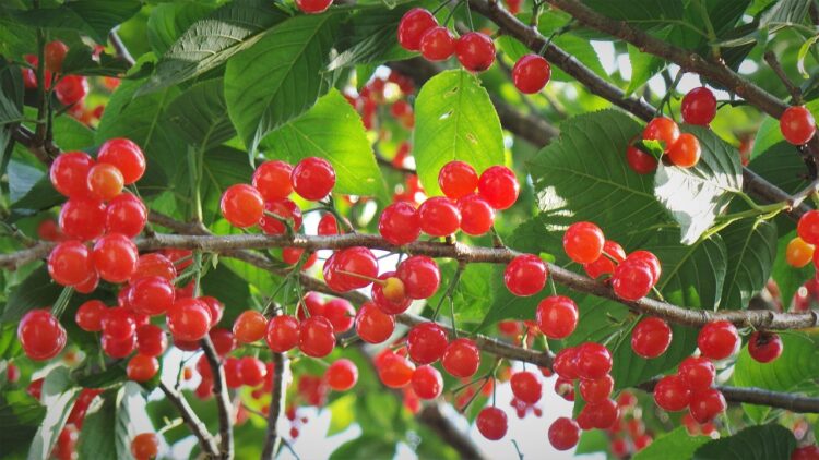 Na rzeszowskim osiedlu Baranówka powstanie owocowy sad 1 - Polskie Radio Rzeszów Na rzeszowskim osiedlu Baranówka powstanie owocowy sad