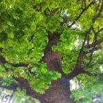 Rzeszowski dąb „Ireny” obchodził 201. urodziny - Polskie Radio Rzeszów