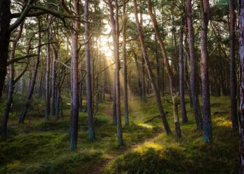 „Majówka 25” – leśnicy podali statystyki