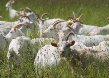 Owce i kozy jako „ekologiczne kosiarki” w Ojcowskim Parku Narodowym