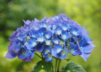 Na dziedzińcu muzeum w Jarosławiu powstanie ogród kieszonkowy