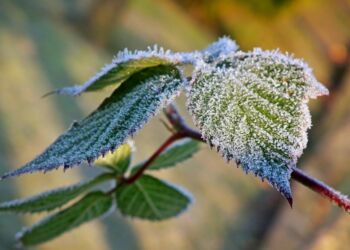 Zimny front nad regionem – możliwe przymrozki nawet do -3°C